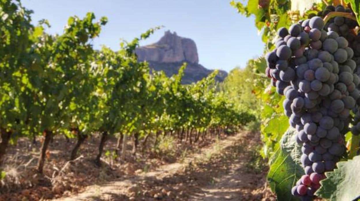 Ideas para 2019: Invertir en vino de Canarias