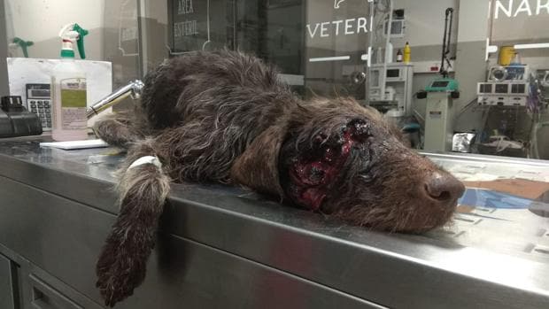 Salvan a un perro que fue tiroteado y abandonado en Porto do Son