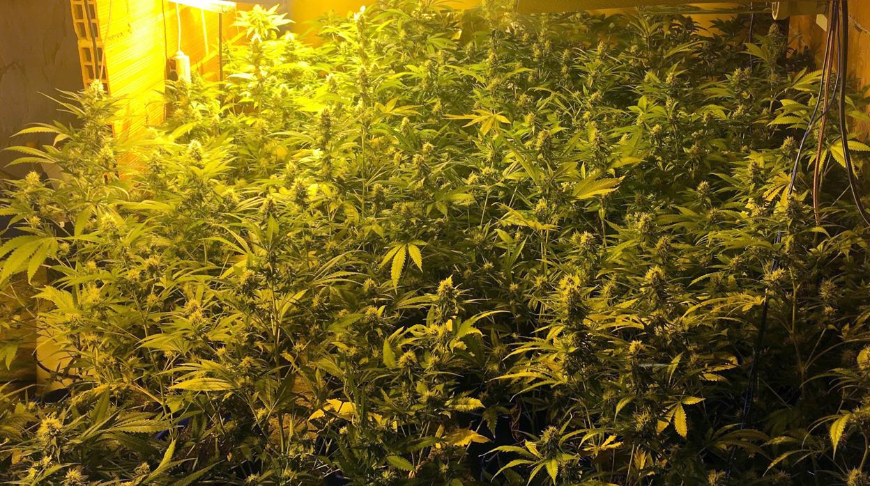 Plantación de marihuana «indoor» en una imagen de archivo