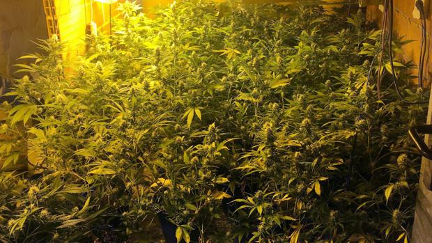 Desmantelan un laboratorio con casi 1.000 plantas de marihuana dentro de una vivienda en Las Merindades