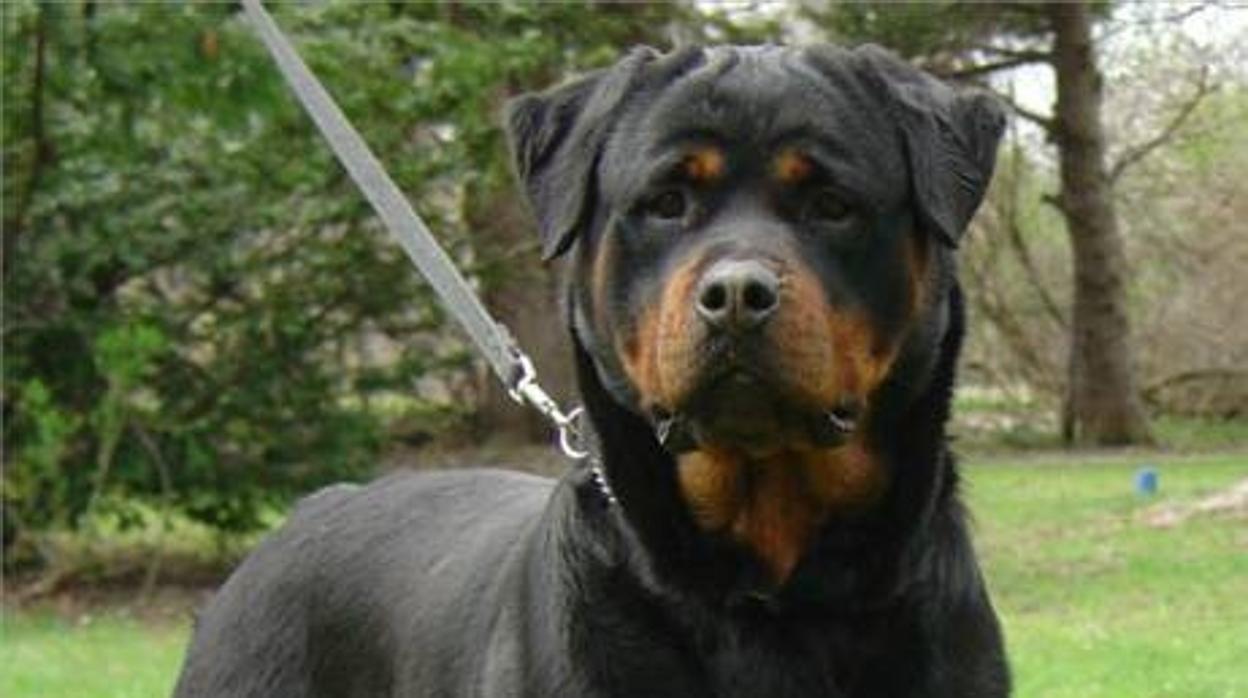 Un rottweiler en una imagen de archivo