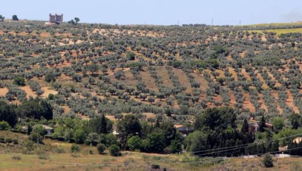 El Ayuntamiento de Toledo autoriza por 9,5 millones la urbanización de la finca «Puy du Fou»