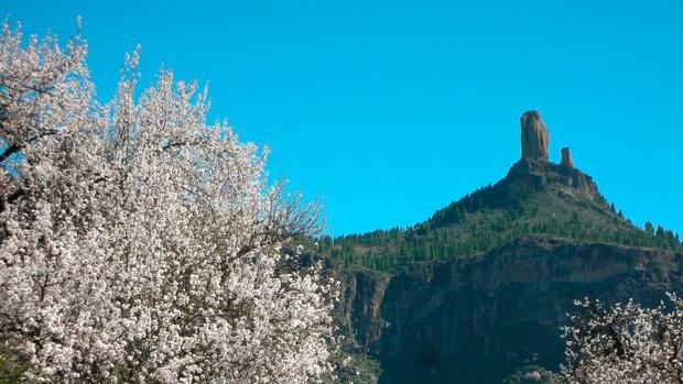 Vídeo: Tiempo de almendro en flor en Canarias