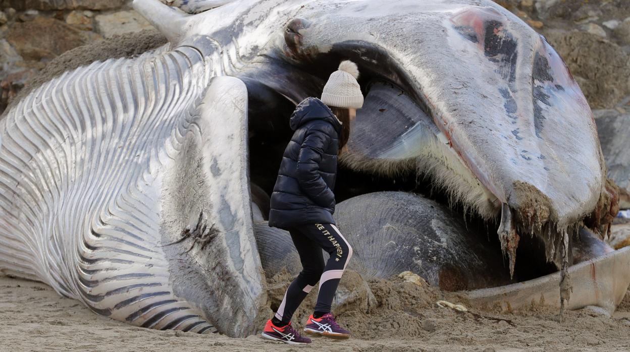 Una joven camina frente a la ballena varada en la playa de Balarés, Ponteceso