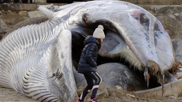 Aparece muerta una ballena de 16 metros en una playa de Ponteceso