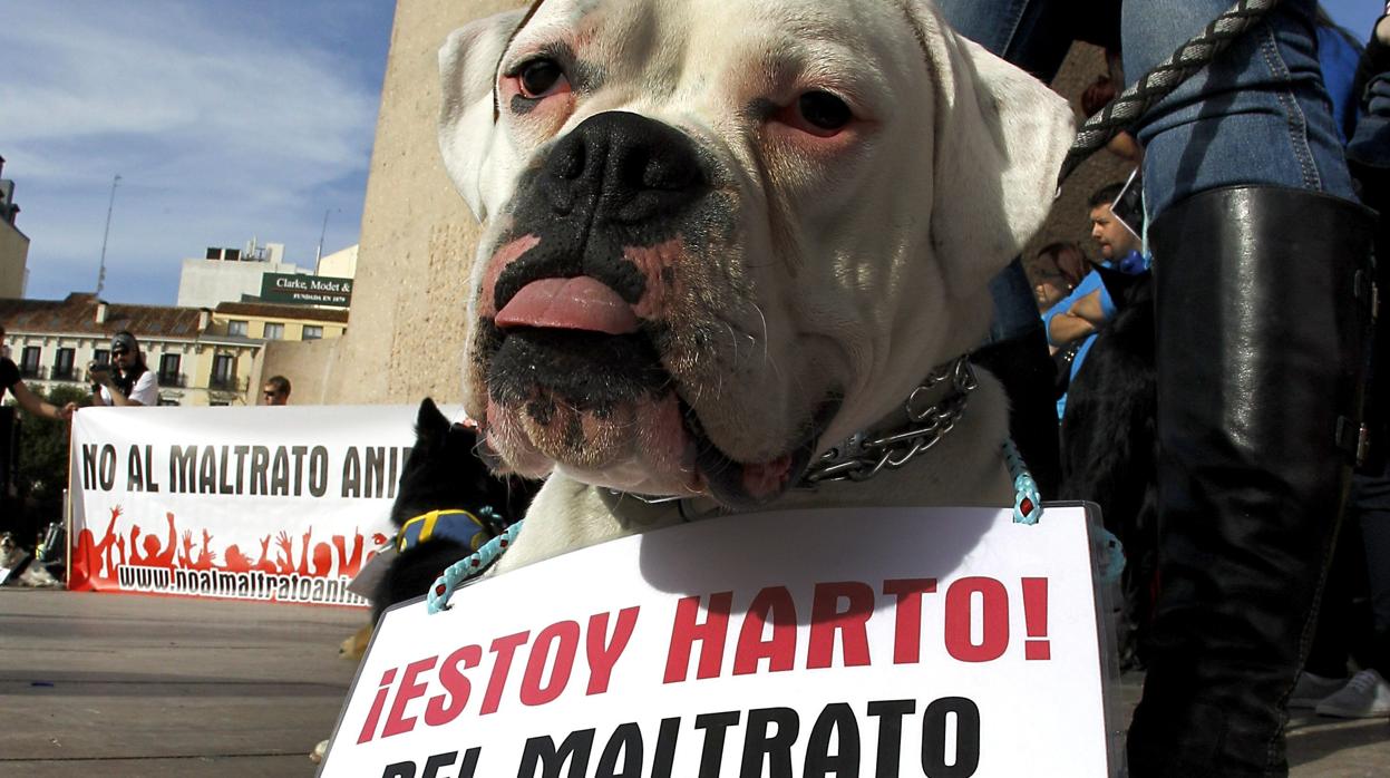 Protesta contra el maltrato animal