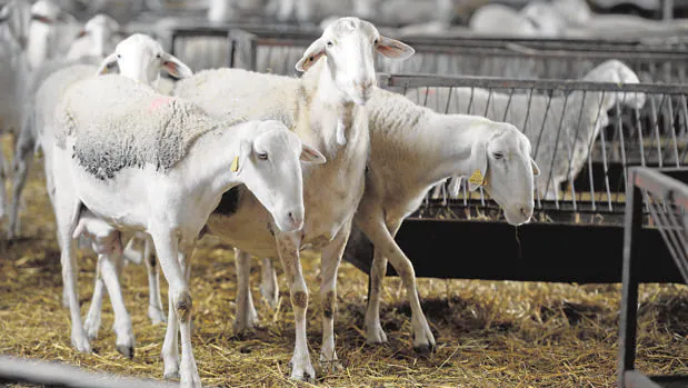 «Si no se actúa, en 10 o 15 años las granjas de ovino se reducirán un 50%»