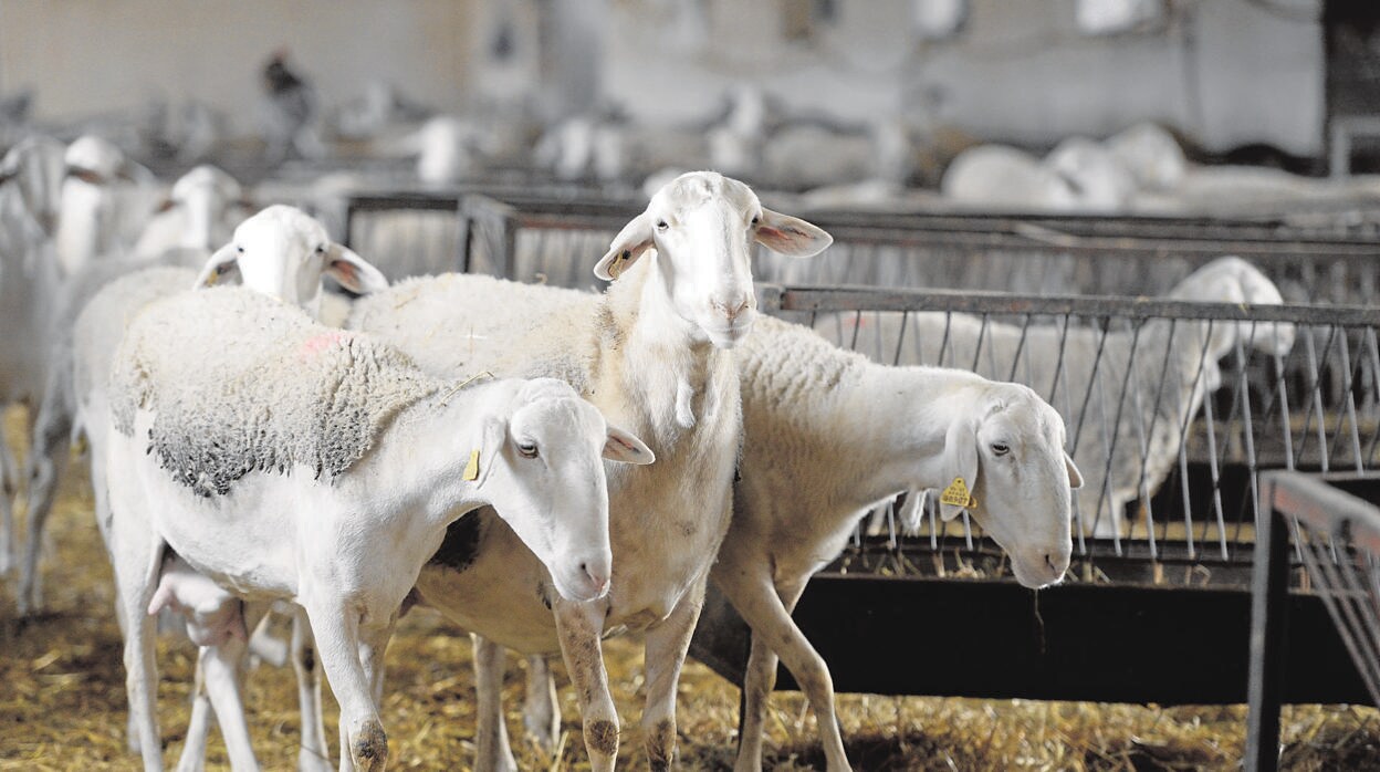 En la región hay 2.600.000 de ovejas y 6.500 explotaciones de ovino (el 5,7% de toda España)