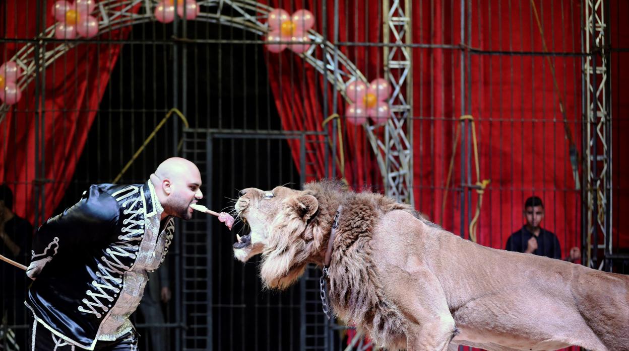 El domador Mohamed Sayed El Helwe actúa con un león en el Circo Nacional de Egipto en El Cairo