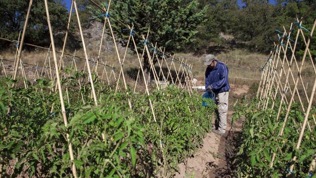 Investigan a Cives Mundi por delito fiscal a raíz del hallazgo de marihuana en una de sus parcelas