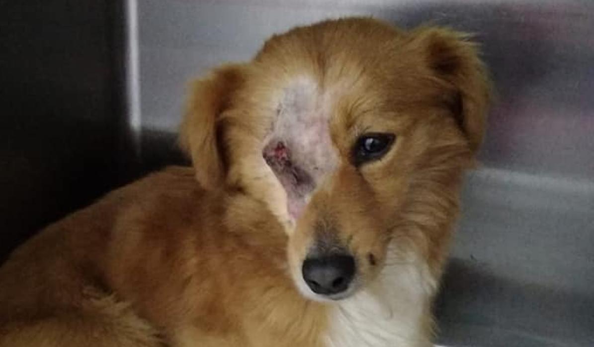 Imagen facilitada por Libera y Fundación Franz Weber del animal maltratado