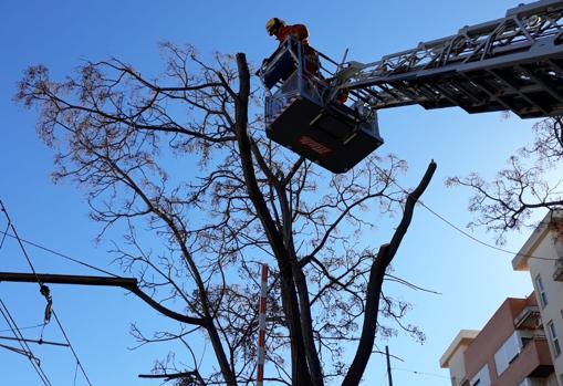 Bomberos retiran un árbol a punto de caer en Burjassot (Valencia)