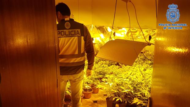 Desmantelado otro laboratorio de marihuana en Talavera, ahora en un edificio céntrico