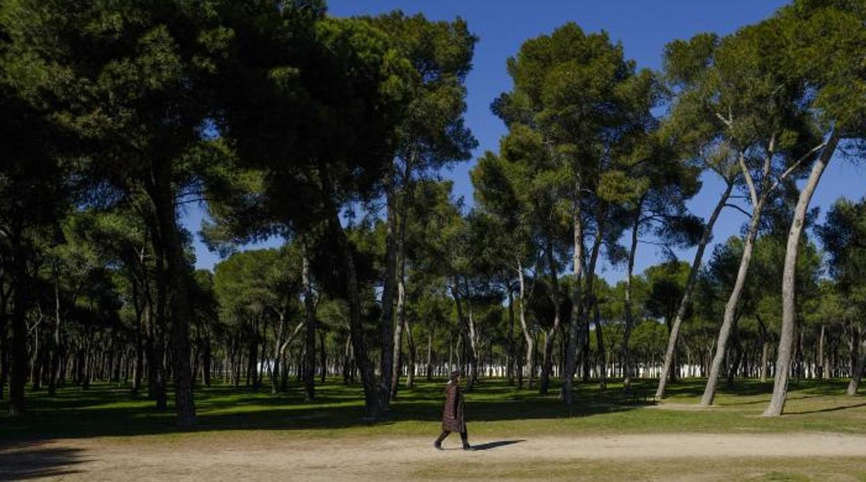 El pinar de San José, situado en los distritos de Carabanchel y Latina