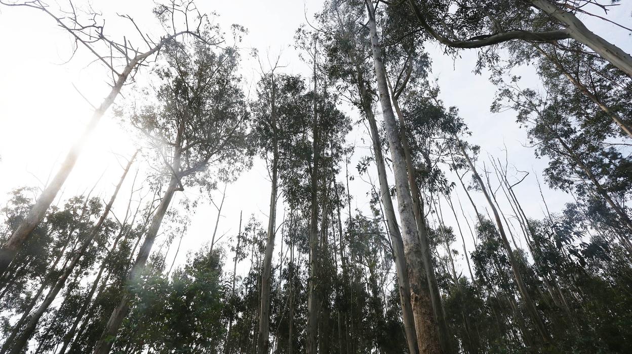 Monte de eucaliptos en la Comunidad gallega