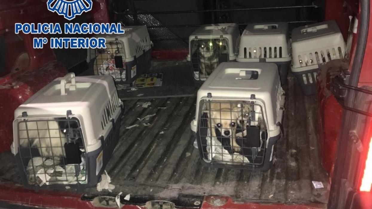 Los perros rescatados en la operación