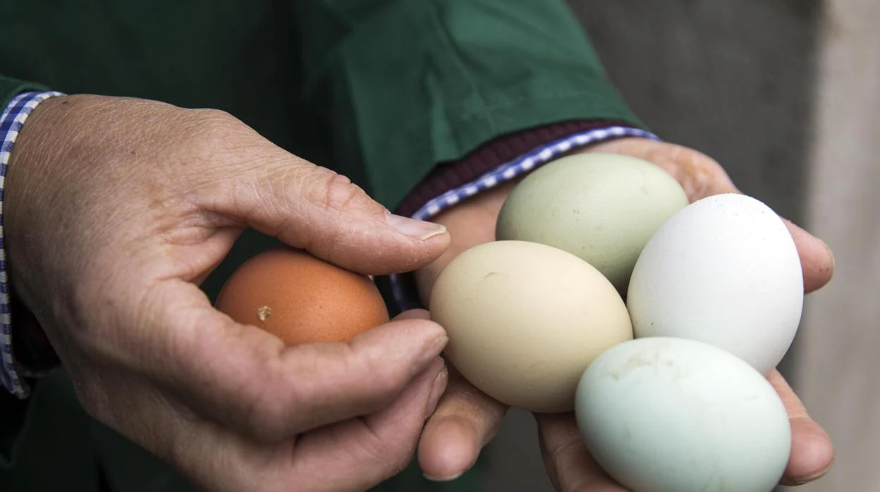 En contra Explicación Punto La gallinas de los huevos «verdes» de Salamanca