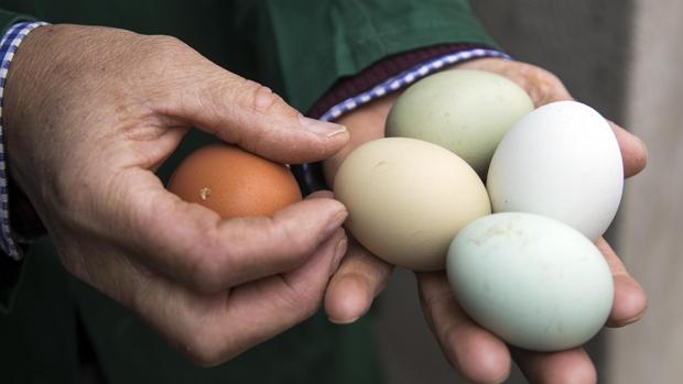 La gallinas de los huevos «verdes» de Salamanca