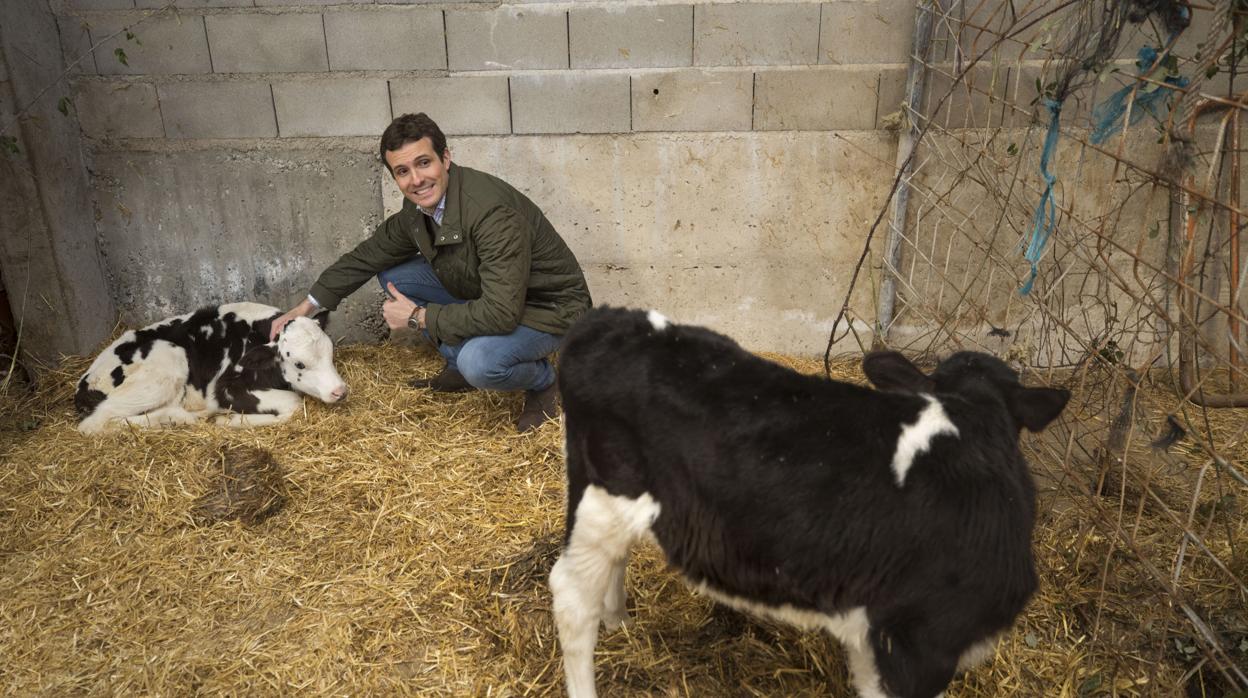 Pablo Casado, junto a unas vacas en su visitia este viernes a Ávila