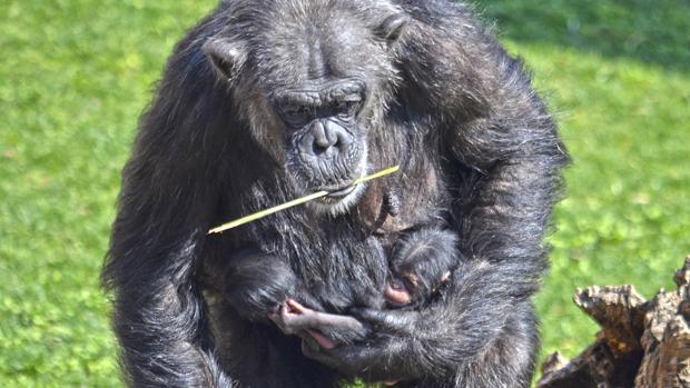 Comienzan a salir este fin de semana los bebés mellizos de chimpancé nacidos en Bioparc Valencia