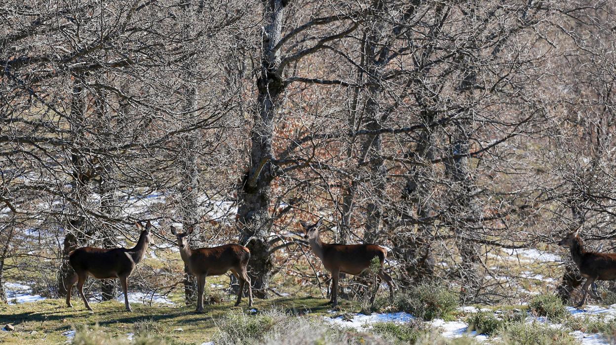 Incertidumbre ante la temporada del corzo en Castilla y León por la prohibición de la caza