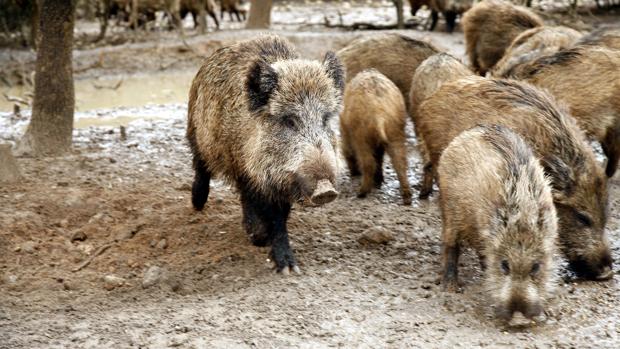 Más de 40.000 jabalíes y 370.000 conejos pondrán en jaque a Castilla y León