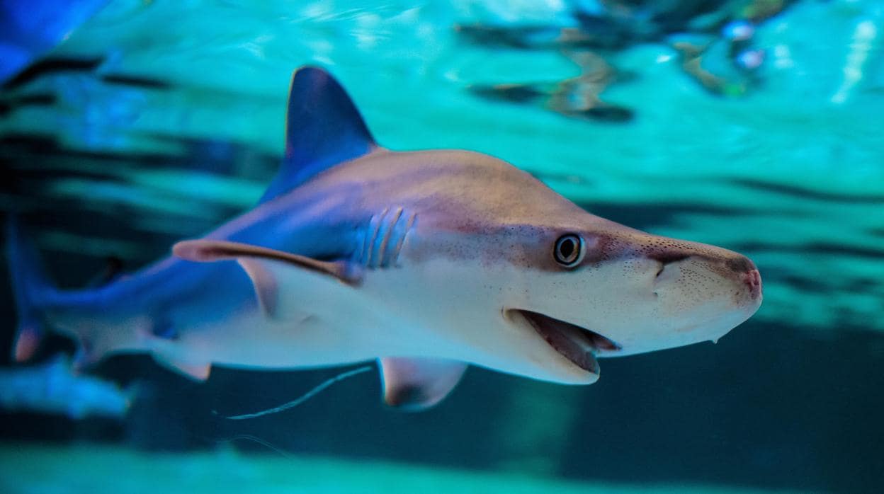 Tiburones 2019 muestra de forma transversal en todos los hábitats, incluido el Restaurante Submarino, más de 100 ejemplares de más de 20 especies