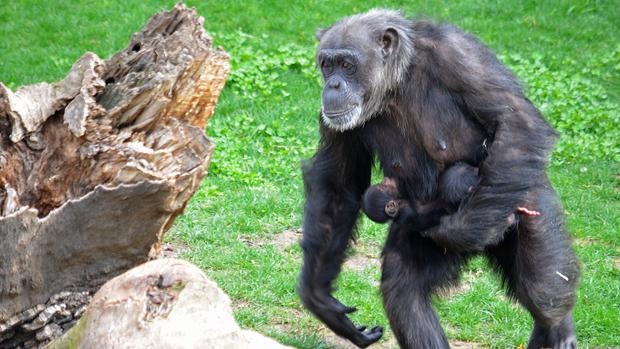 Mueren dos chimpancés mellizos antes del primer mes de vida en Bioparc