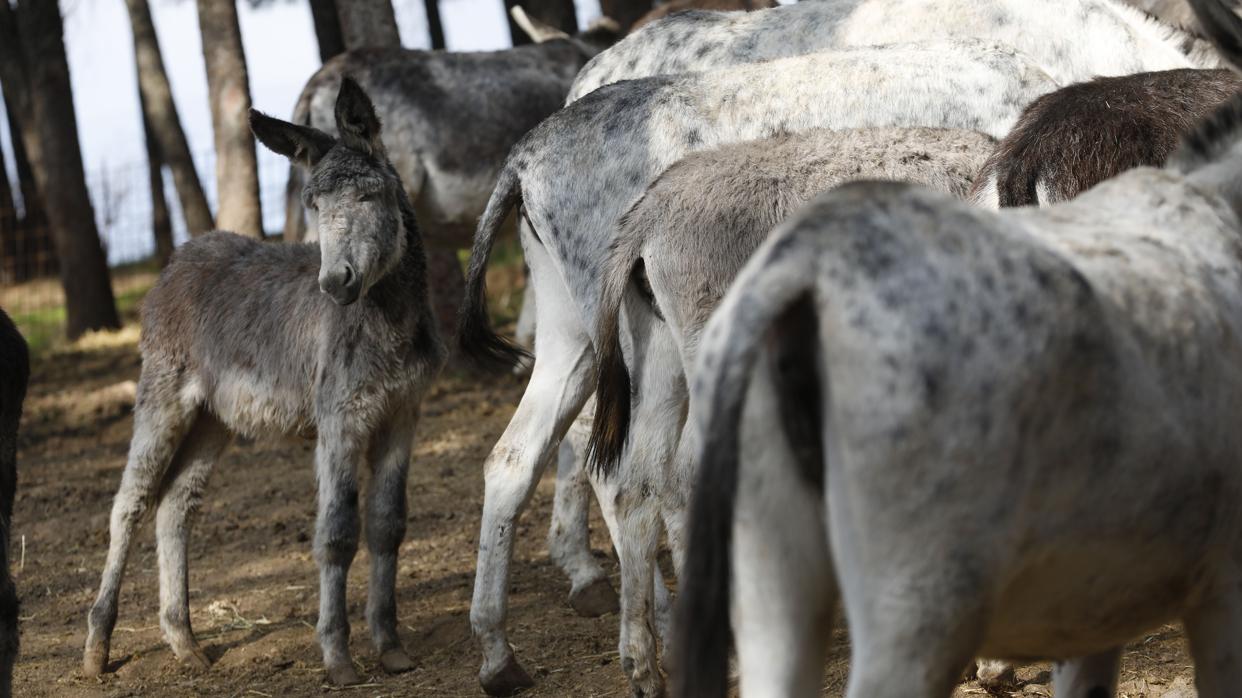 El alcalde de un pueblo de Soria, en burro hasta Catalayud para pedir una línea regular a Zaragoza