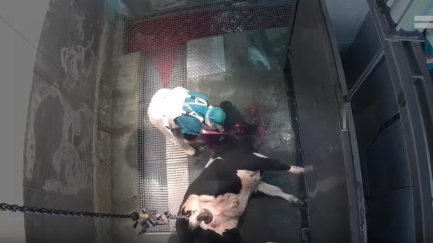 Denuncian con un vídeo el maltrato al que son sometidos los animales en un matadero de Ávila