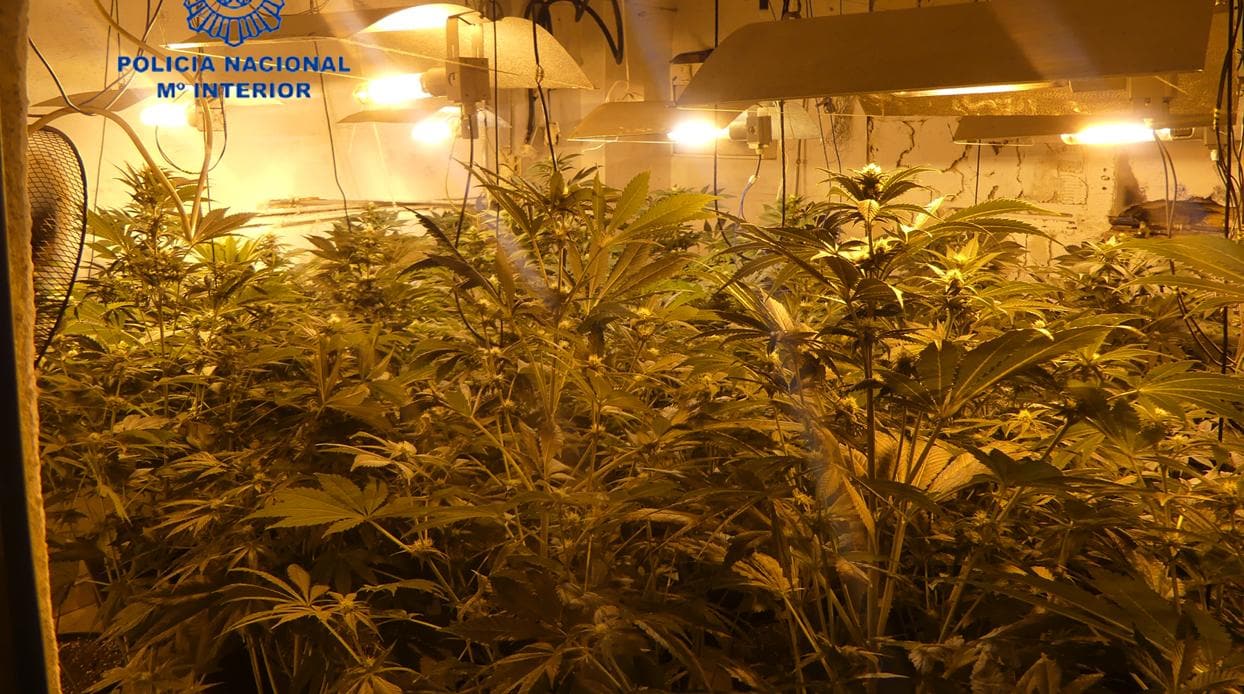 Plantas de marihuana ilegales lozalizadas en la operación en Alzira