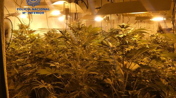 Detectan siete plantaciones de marihuana con enganches ilegales a la luz en viviendas de Alzira