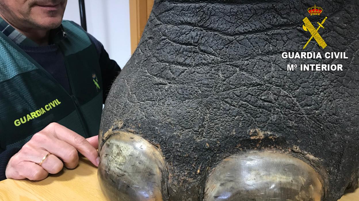 Imagen de la pata de elefante intervenida por la Guardia Civil