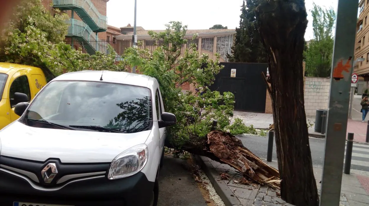 El árbol ha caído junto a varios coches, uno de ellos de Correos