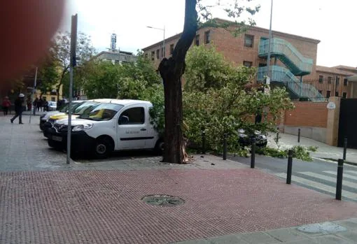 Se cae un árbol en plena avenida de América