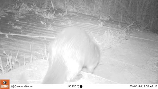 La nutria vuelve al Parque Natural de El Hondo: así lo grabaron cámaras nocturnas con infrarrojos