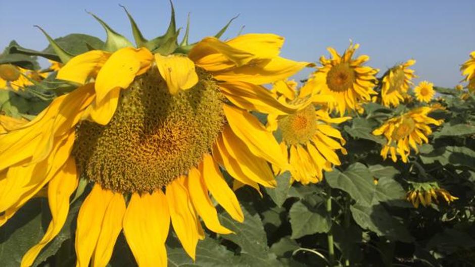 El cultivo del girasol español, «en peligro de extinción»