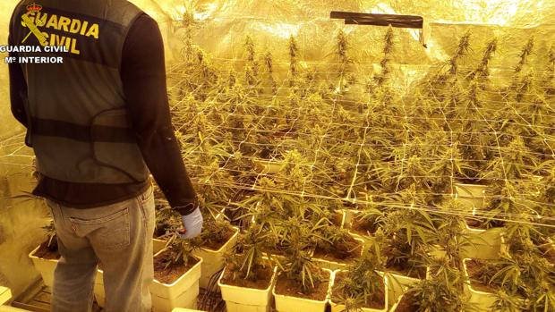 Desmantelado un laboratorio con 600 plantas de marihuana en una casa cerca de Montserrat