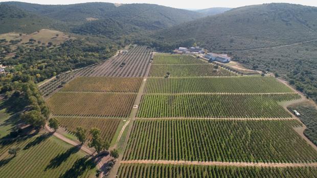 Tres bodegas de Castilla-La Mancha se visten de oro en un concurso internacional