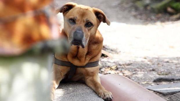 Un perro desentierra varios huesos en apariencia humana en Soria