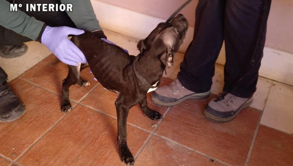 Uno de los perros liberados por los agentes de la Guardia Civil en Ocaña
