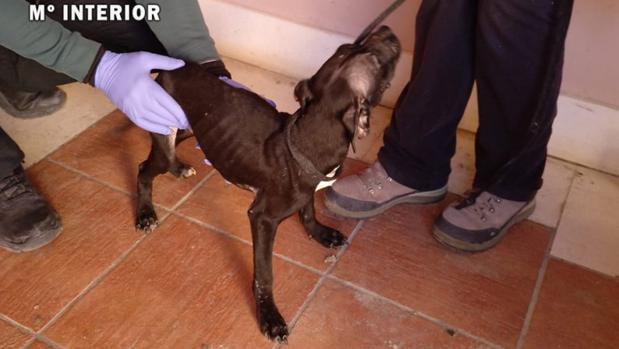 Un investigado por la muerte de un perro y abandonar a otros tres en Ocaña