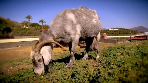 La llegada de las cabras de Canarias al Nuevo Mundo