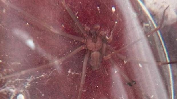 Falsa alarma en Alicante: Sanidad descarta casos de picadura de la peligrosa araña violinista