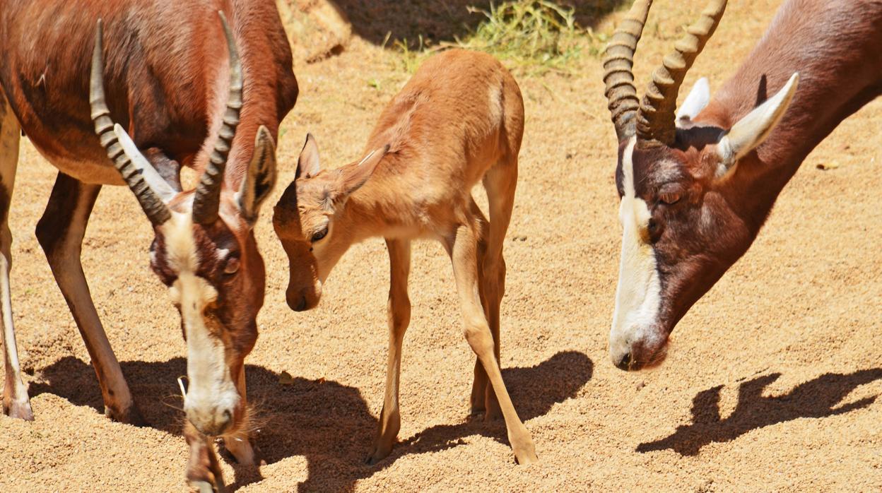 Animales en el Bioparc Valencia