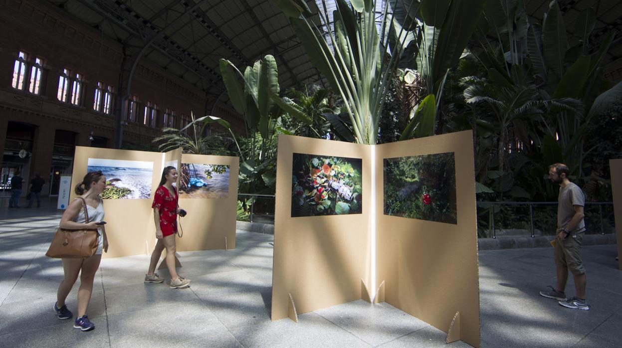 Varios asistentes observan las fotografías de la exposición, en el jardín tropical de Atocha