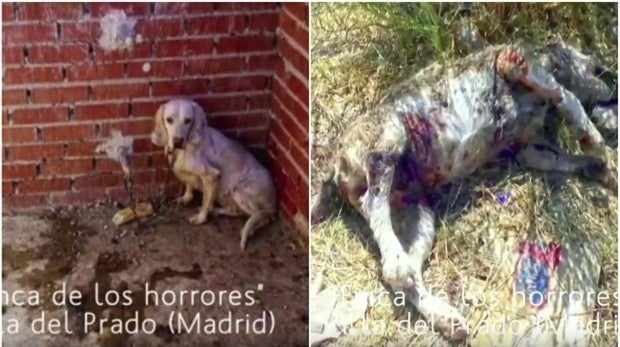 «La Finca de los Horrores»: condenan a un cazador por maltratar a 55 perros, uno de ellos hasta la muerte