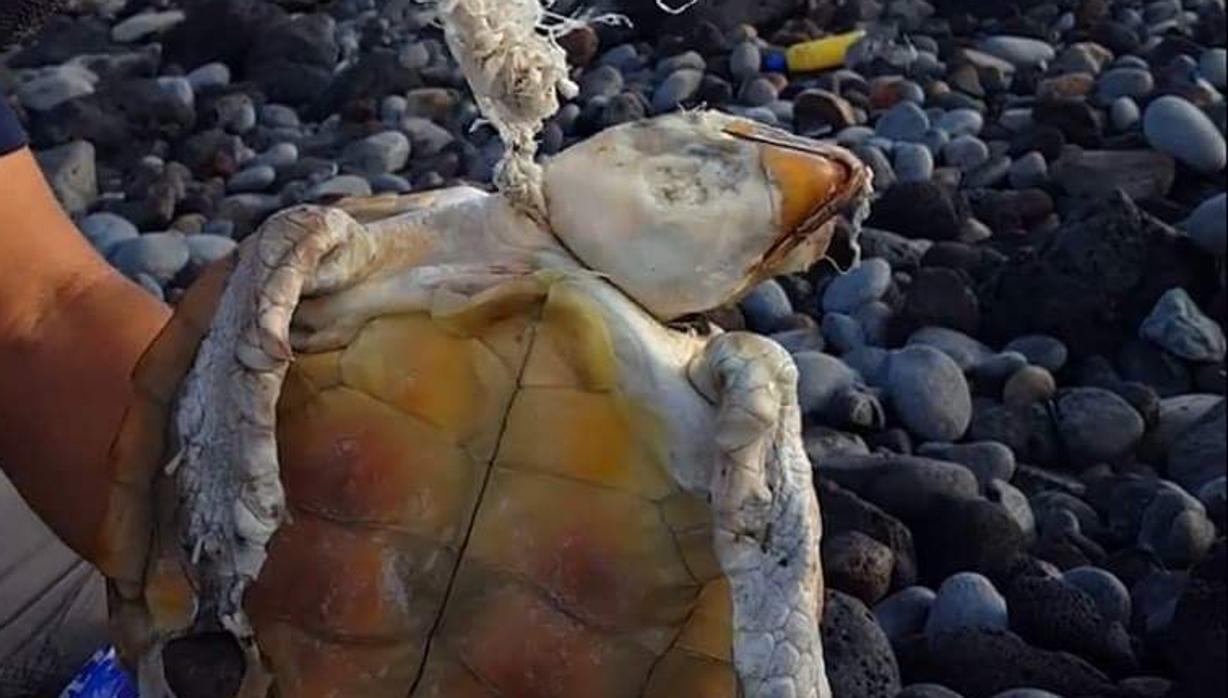 Declaran «no apta» una playa llena de microplásticos