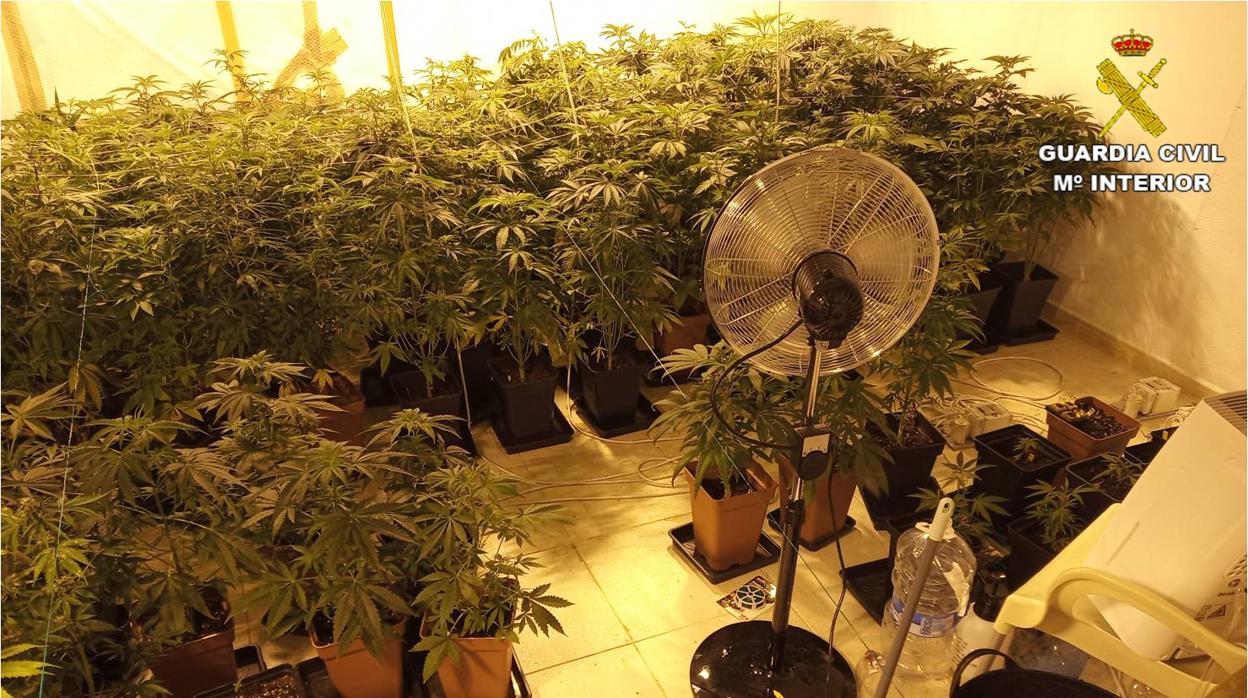 Plantas de marihuana intervenidas por la Guardia Civil en la vivienda de La Nucía