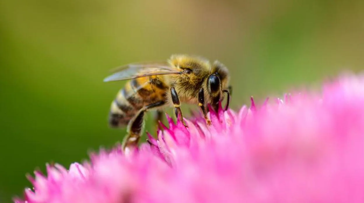 Una abeja fue la causante de la muerte de un vecino de Lugo